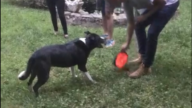 Catching Frisbee in Air